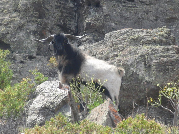 macho-pinalero-guanil